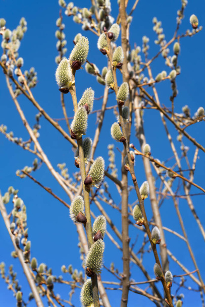 Een takje wilg op een boom met bloeiende pluizige klomp bloemen met gele stuifmeel tegen de blauwe lucht in het vroege voorjaar. close-up. De heropleving van de natuur na winterslaap in de winter. Rusland, Oeral  - Foto, afbeelding