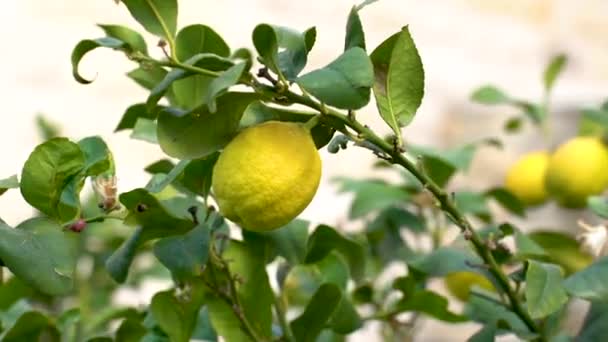 Fruto de limón crece en el árbol - Metraje, vídeo