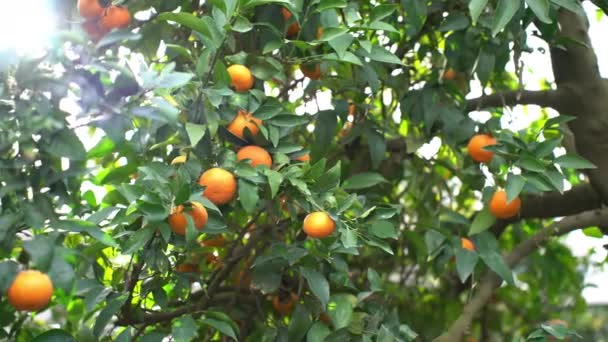  Un montón de mandarinas en el árbol en Israel - Metraje, vídeo