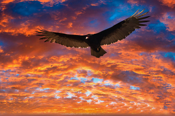 Dzikie ptaki w Stuart Florida na polu golfowym - Zdjęcie, obraz