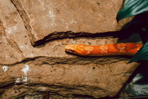 Small snake on a terrarium in a zoo - 写真・画像