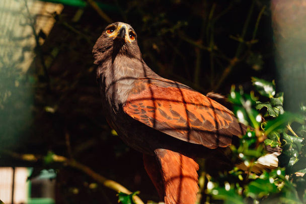 Harris Eagle en un zoológico posado en una rama - Foto, imagen