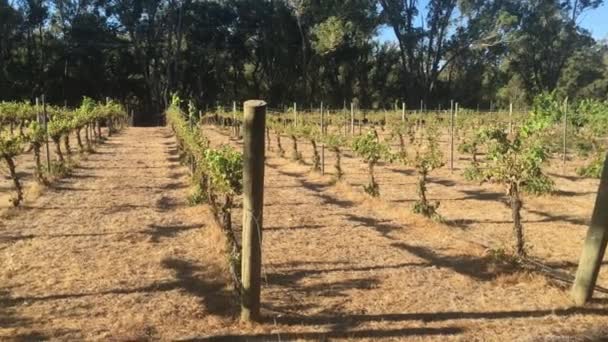 Ландшафт небольшого виноградника в районе реки Маргарет на юго-западе Австралии. - Кадры, видео