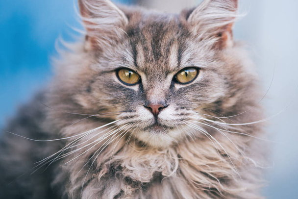 portrait of a fluffy gray cat, beautiful expressive eyes - Фото, зображення