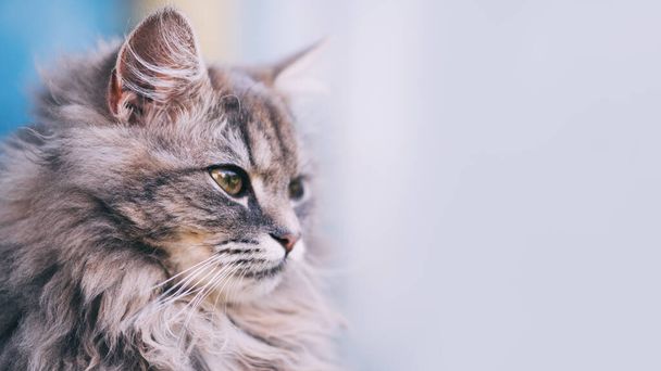 портрет пушистой серой кошки, красивые выразительные глаза - Фото, изображение