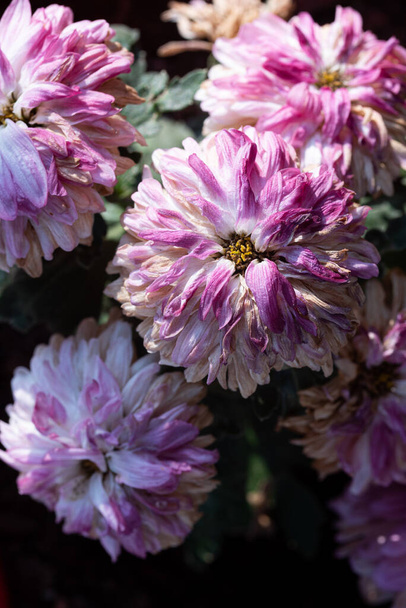 Kuoleva Dahlia kuihtui kukkaan. Kuiva kuihtunut kukka puutarhassa - Valokuva, kuva