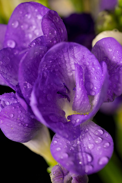 Flor de freesia púrpura con gotas de rocío, macro sobre fondos negros. Primavera temprana flores de cerca. - Foto, imagen