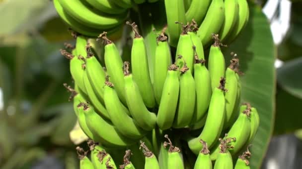 Banda bananów dojrzewających na palmie - Materiał filmowy, wideo