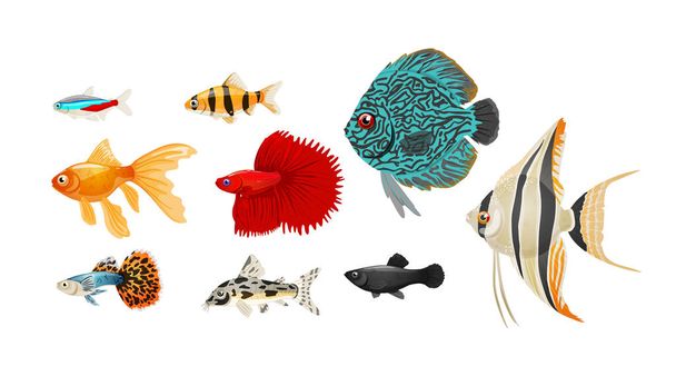 Aquarium d'eau douce poissons ensemble dans un style réaliste, illustration vectorielle. - Vecteur, image