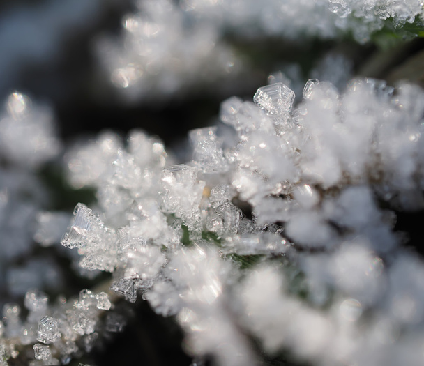 ice crystals on the plant - Фото, зображення