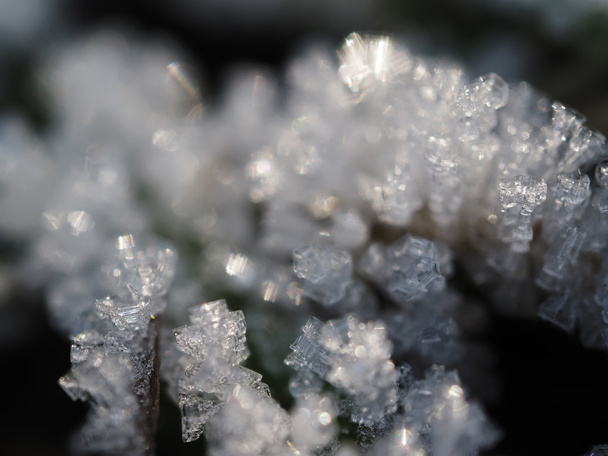 ice crystals on the plant - Фото, изображение