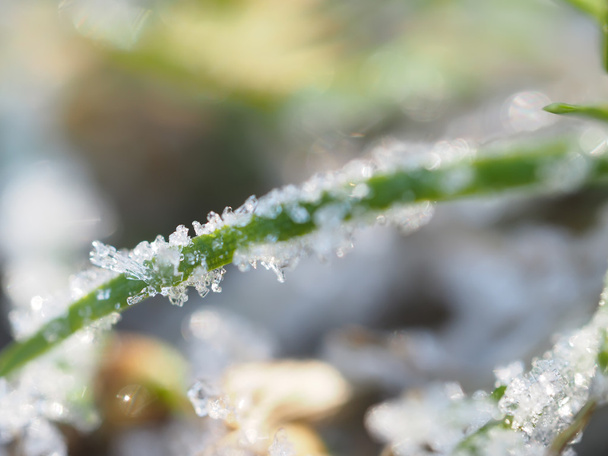 ice crystals on the plant - Fotoğraf, Görsel