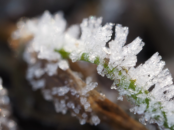 ice crystals on the plant - Fotoğraf, Görsel