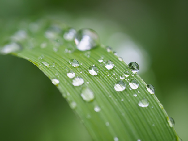 drops on plant - Foto, afbeelding
