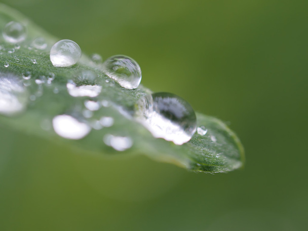 drops on plant - Foto, afbeelding
