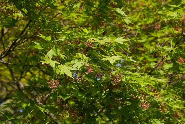 Acer palmatum branche et tronc gros plan - Photo, image