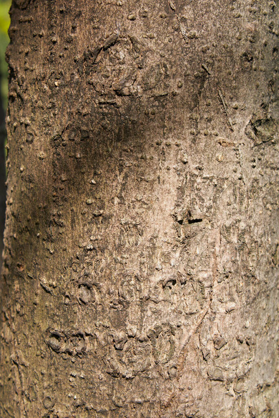 Acer palmatum větev a kufr zavřít - Fotografie, Obrázek
