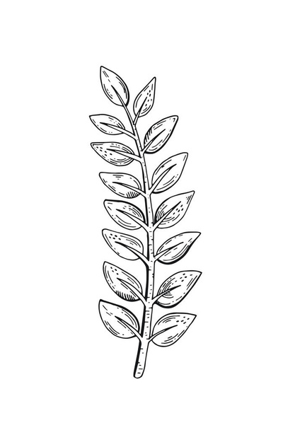 Tropical leaf. Benjamina zamioculcas sketch vector palm plant. Tropic line art. Exotic leaf icon. Outline black illustration, isolated modern silhouette. Pen, ink contour, hand drawn simple design - Vektor, obrázek