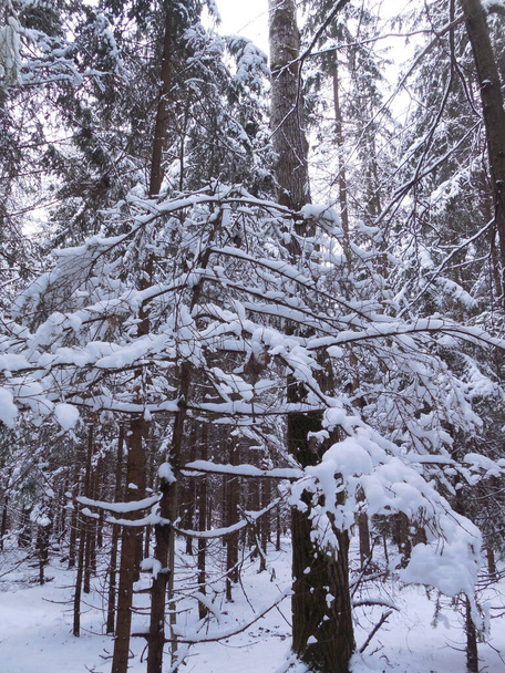 A fragment of a beautiful snow-covered wild forest in winter, with deciduous and coniferous trees and a windfall. The fallen fallen tree is a large spruce. - Φωτογραφία, εικόνα