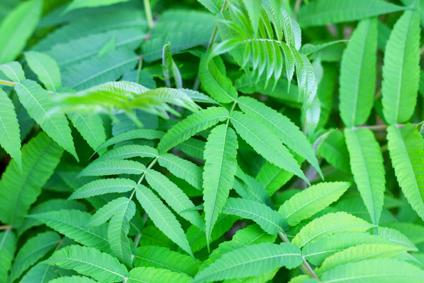 Groene bladeren van sumac naakt. Rhus glabra - Foto, afbeelding