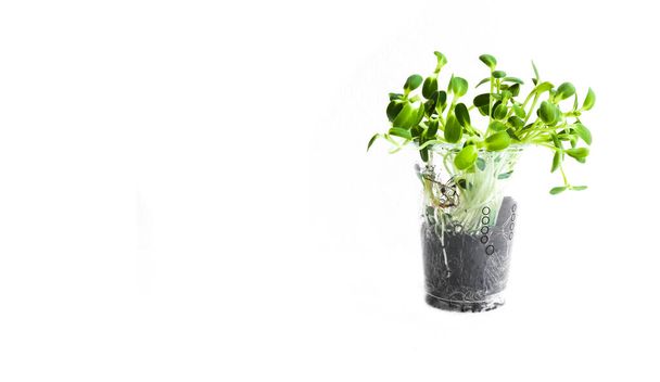 Izolowana zielona kiełk słonecznika na białym tle koncepcja zdrowej żywności ekologicznej  - Zdjęcie, obraz