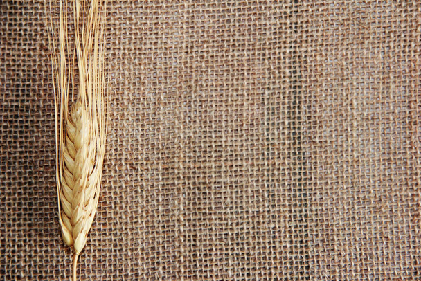 ears of dry wheat with grains - Photo, Image