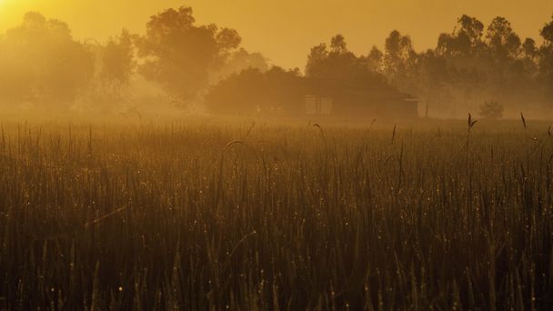 Riz et champs Lever du soleil
 - Photo, image