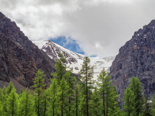 Минималистский атмосферный горный ландшафт с большой снежной вершиной над альпийским зеленым лесом. Удивительный минимальный пейзаж с ледником на скалах. - Фото, изображение