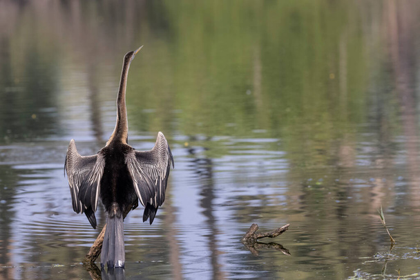 Doğu Darter veya Hint yılan kuşu (Anhinga melanogaster) su kütlesinin yanında tünemektedir.. - Fotoğraf, Görsel