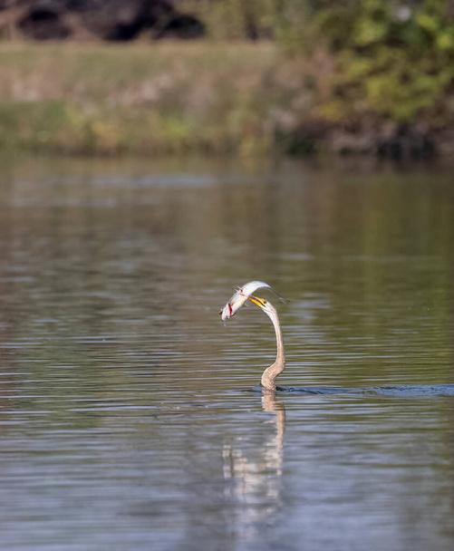 Oriental Darter or Indian snake bird (Anhinga melanogaster) catching fish at the water body. - Photo, Image