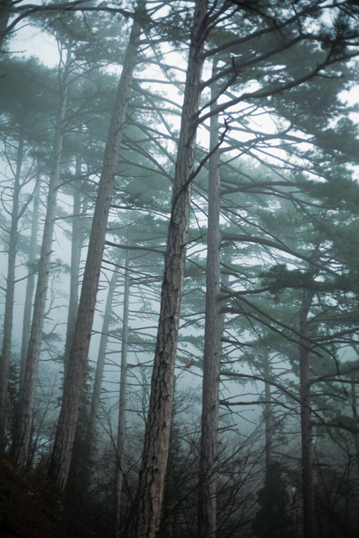 A lot of tall pine trees in a foggy winter forest at dusk - Φωτογραφία, εικόνα
