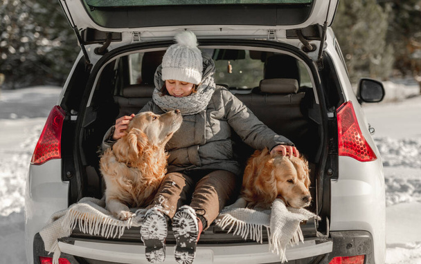 Golden retriever dogs with girl in winter time - Фото, изображение