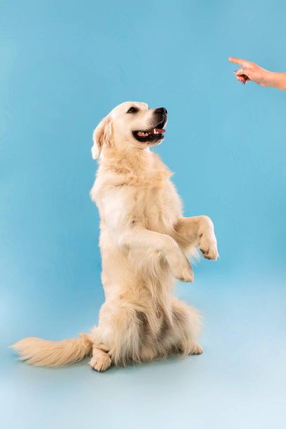 Γυναίκα εκπαίδευση υπάκουος σκύλος, μπλε φόντο στούντιο - Φωτογραφία, εικόνα
