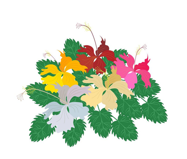 Όμορφο λουλούδι, εικονογράφηση φρέσκα πολύχρωμα λουλούδια Hibiscus, Rose Mallow ή Bunga Raya απομονώνονται σε ένα λευκό φόντο - Διάνυσμα, εικόνα