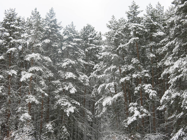 fluffy snow-covered pine trees stand like a wall against the gray sky - Fotografie, Obrázek
