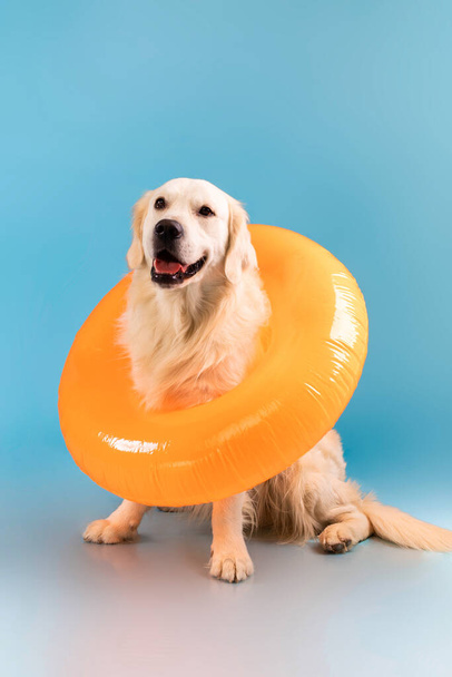 Retrato de lindo perro sano posando en el anillo de natación - Foto, Imagen