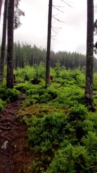背景に森の小道カルパチア山脈を歩くハイカー - 映像、動画