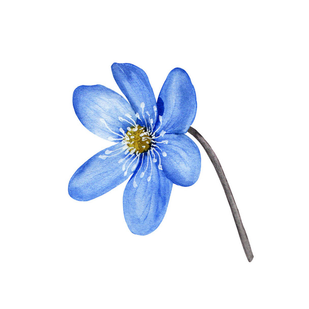 Hepatica blue spring flower watercolor illustration. Isolated on white background. - Photo, Image