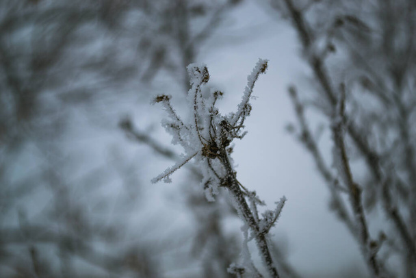 A branch covered with hoarfrost in a 20-degree frost against the background of other branches - Фото, изображение