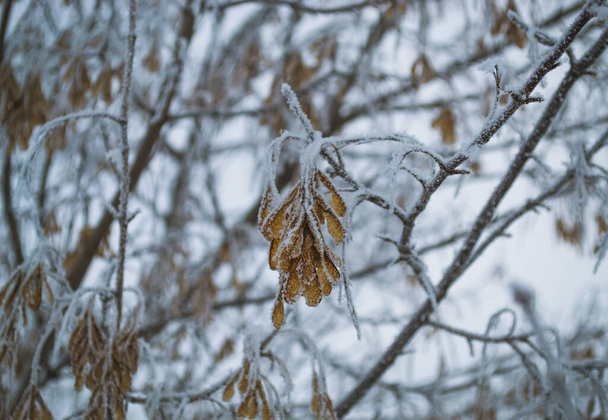 Семена клена на ветке, покрытой морозом, на фоне других ветвей и семян - Фото, изображение