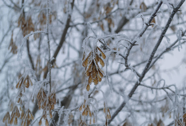 他の枝や種子の背景を背景に霜で覆われた枝のメイプル種子 - 写真・画像