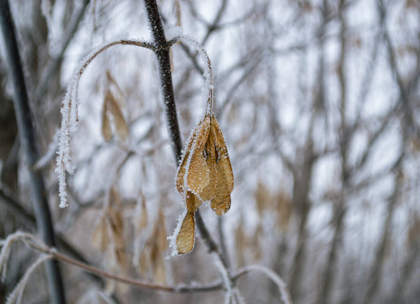 Ahornsamen auf einem Zweig, der vor dem Hintergrund anderer Zweige und Samen mit Frost bedeckt ist - Foto, Bild