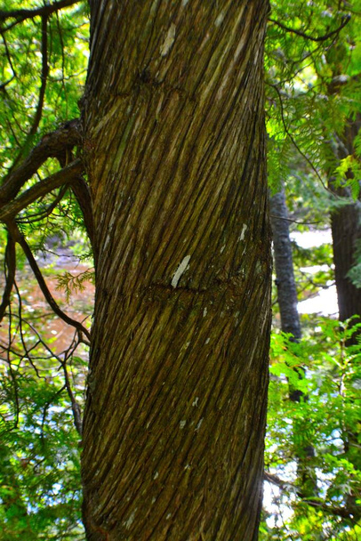 Μεγάλο, στριμμένο κορμό δέντρου στα μέσα του καλοκαιριού. Πράσινο στο φόντο του πλήρους φυλλώματος του Αυγούστου. Το ασυνήθιστο μοτίβο φλοιού είναι κάτι σπάνιο. Η παραξενιά θα έκανε όμορφο το σχήμα των κόκκων στο δάσος..  - Φωτογραφία, εικόνα