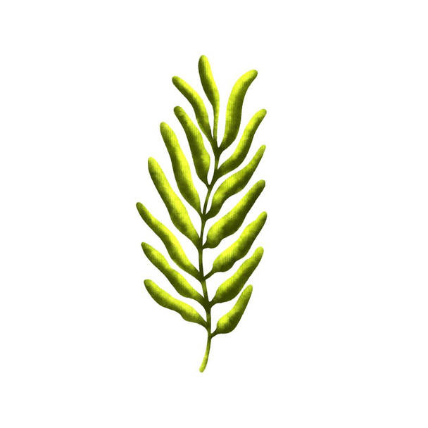 A branch of tropical leaves isolated on a white background - Φωτογραφία, εικόνα