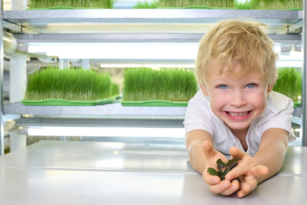 Cute boy holds a green mint leaf on his palms at the greenery farm - Фото, зображення
