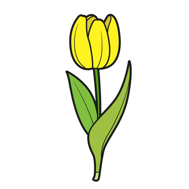 Lale, beyaz arkaplanda izole edilmiş renklendirme kitabı için yarı kapalı çiçek renk varyasyonu - Vektör, Görsel