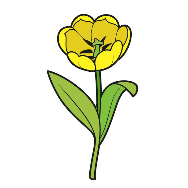 Tulip big flower color variation for coloring book isolated on white background - Vektör, Görsel
