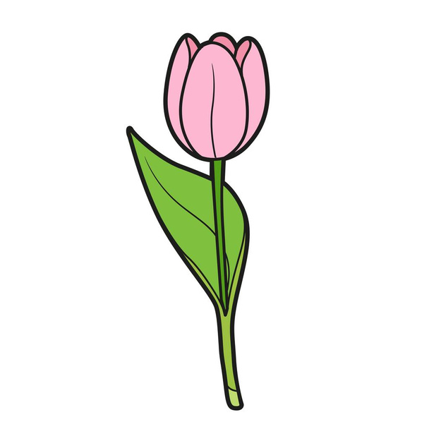 Half closed bud tulip color variation for coloring book isolated on white background - Вектор,изображение