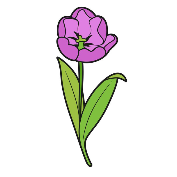 Purple blossoming tulip flower color variation for coloring book isolated on white background - Vector, Imagen