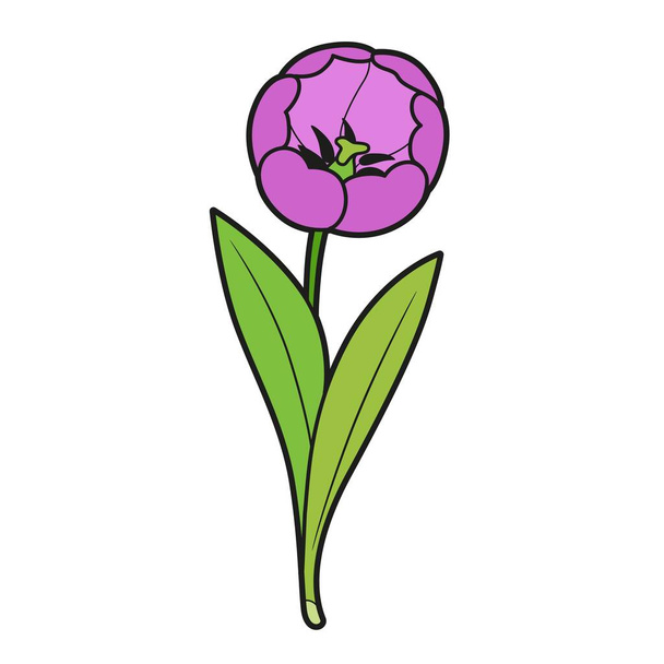 Big tulip flower color variation for coloring book isolated on white background - Vektör, Görsel